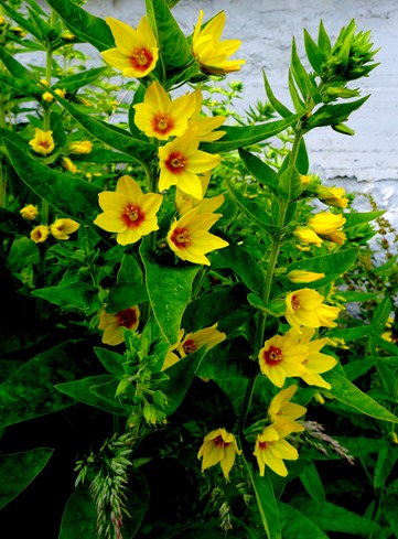 085.  Torshaven, Faroe Islands