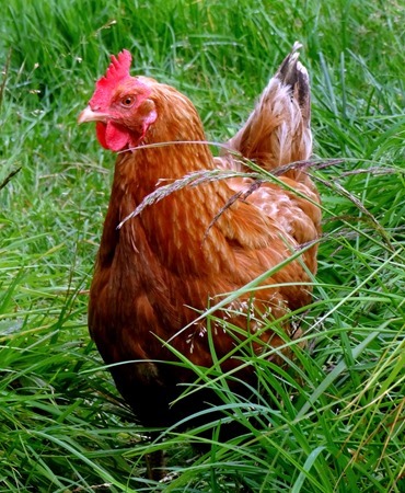 094.  Torshaven, Faroe Islands