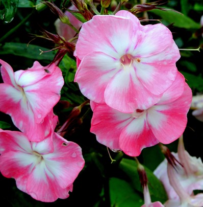 097.  Invergorden, Scotland