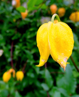 098.  Invergorden, Scotland