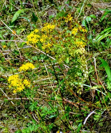 109.  Invergorden, Scotland