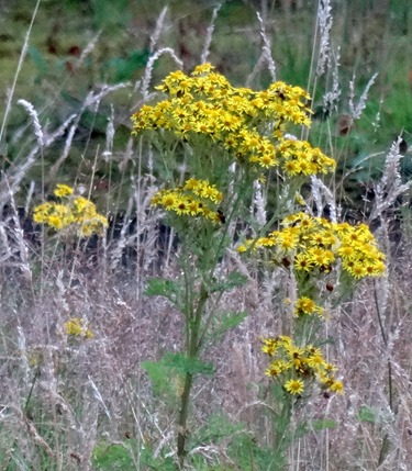 116.  Invergorden, Scotland