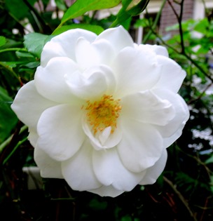 118.  Amsterdam, Netherlands, Day 1