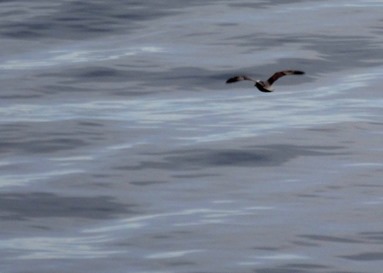 165.  Seydisfjordur 7-23-14