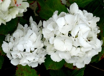 30. Amsterdam, Netherlands, Day 1