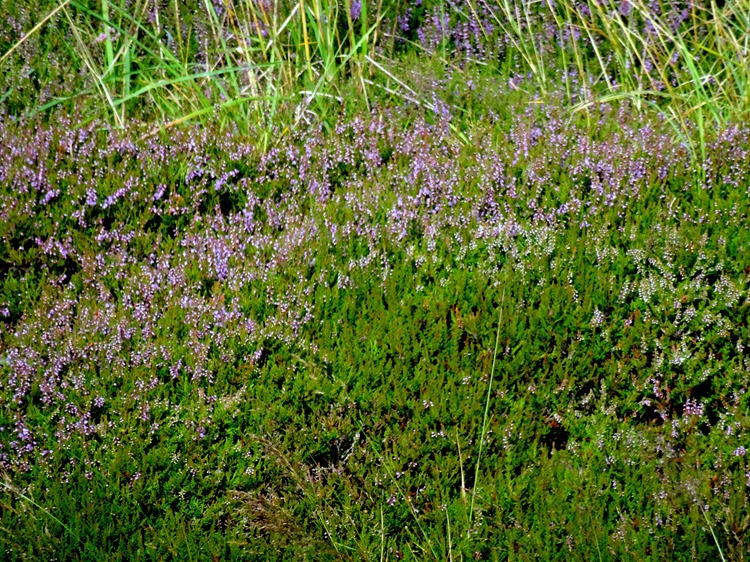 001.  Lerwick, Shetland Islands