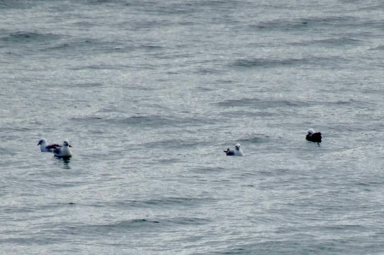 005.  Heimaey Island, Iceland