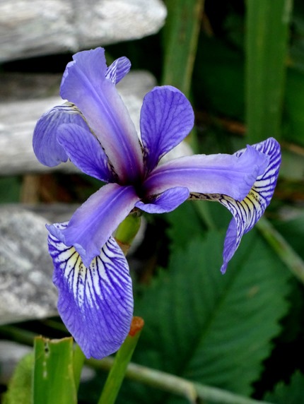 007. St. Andrews, Newfoundland