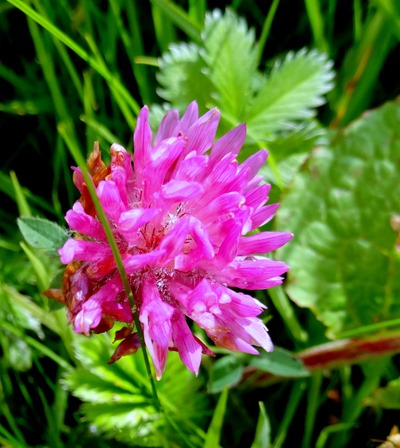 011.  Lerwick, Shetland Islands