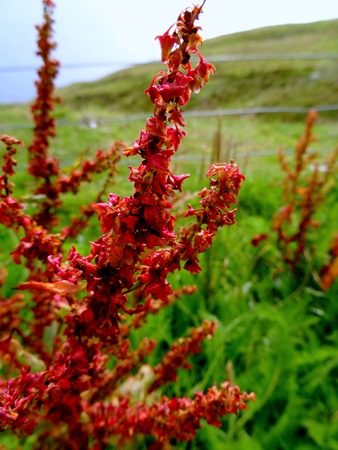 013.  Lerwick, Shetland Islands