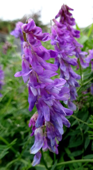 018. St. Andrews, Newfoundland