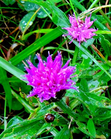 027. St Johns, Newfoundland