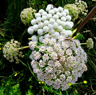 028.  Lerwick, Shetland Islands