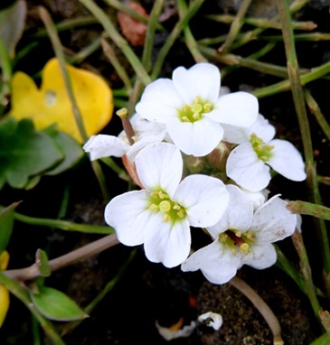 032.  Heimaey Island, Iceland