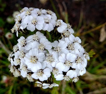 034.  Heimaey Island, Iceland