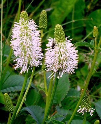 034. St. Andrews, Newfoundland