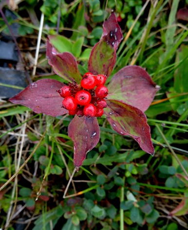 039. St. Andrews, Newfoundland
