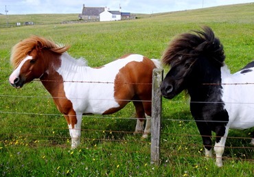 042.  Lerwick, Shetland Islands