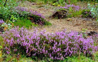 047. Reykjavik, Iceland (Day 1)
