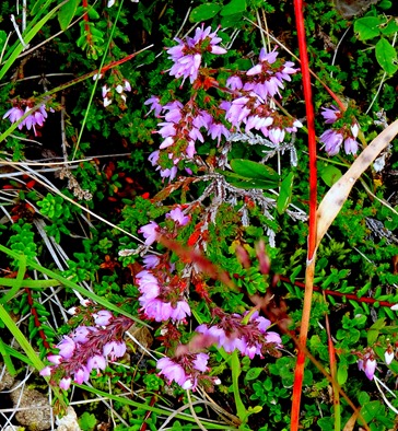 054. Reykjavik, Iceland (Day 1)