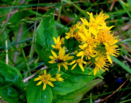 061. St. Andrews, Newfoundland