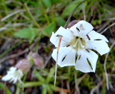 067.  Heimaey Island, Iceland