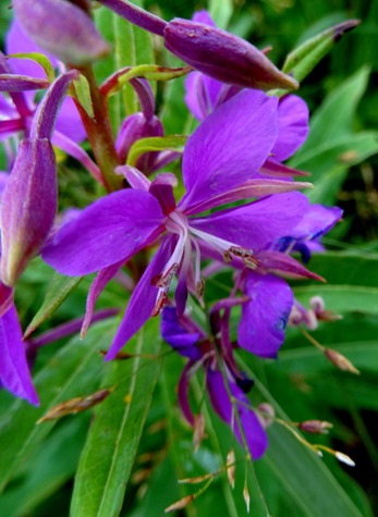 067. St. Andrews, Newfoundland