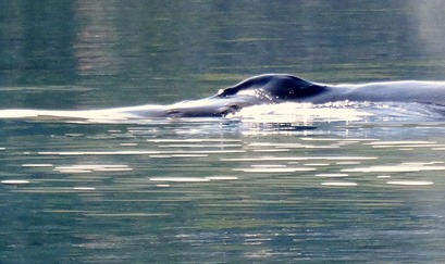 073b. Qaqortoq, Greenland