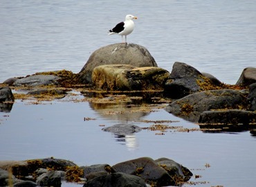091. St. Andrews, Newfoundland