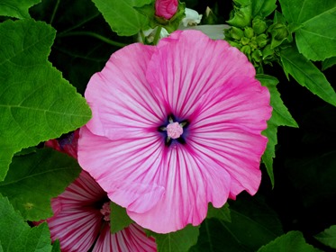 119. St. Andrews, Newfoundland