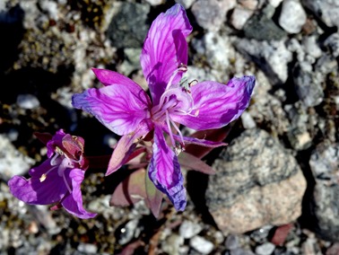 124. Qaqortoq, Greenland