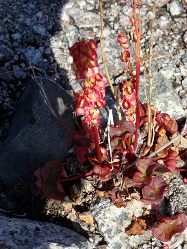 127. Qaqortoq, Greenland