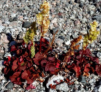129. Qaqortoq, Greenland