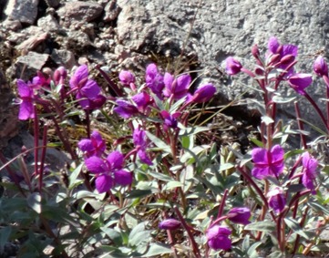 132. Qaqortoq, Greenland