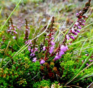 155. Reykjavik, Iceland (Day 1)