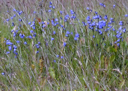 16. Djupivogur, Iceland