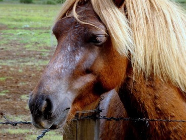 175. Reykjavik, Iceland (Day 1)