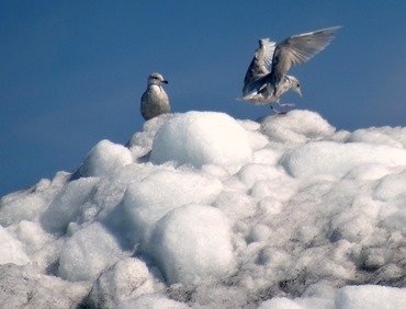 182a. Qaqortoq, Greenland