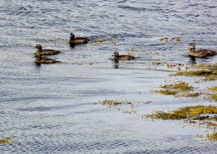 24. Djupivogur, Iceland