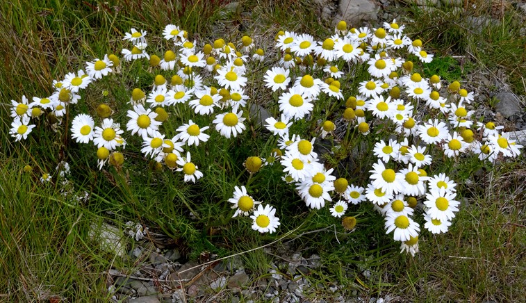 29. Djupivogur, Iceland