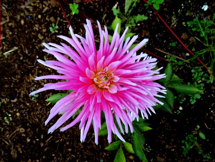 33.  Reykjavik, Iceland (Day 2)