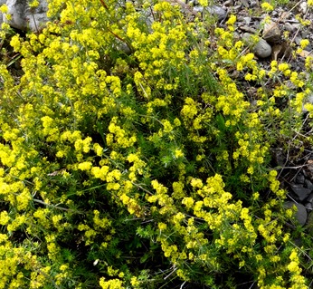 4. Djupivogur, Iceland