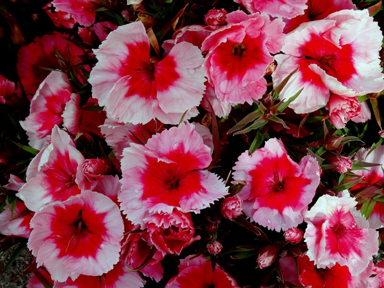 41.  Reykjavik, Iceland (Day 2)