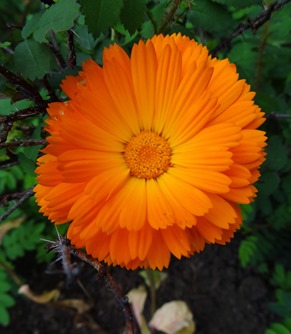 44.  Reykjavik, Iceland (Day 2)