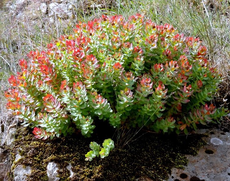 52. Djupivogur, Iceland