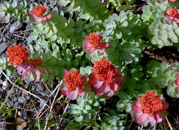 53. Djupivogur, Iceland