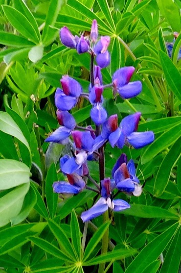 60. Djupivogur, Iceland