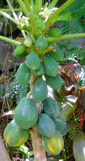 100.  Opunohu Bay, Moorea