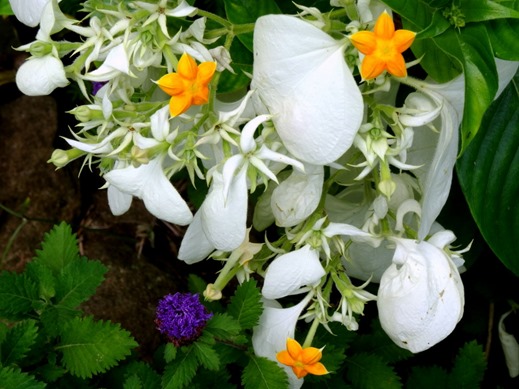 101.  Opunohu Bay, Moorea