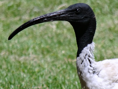 101a. Sydney, Australia  (Day 2)